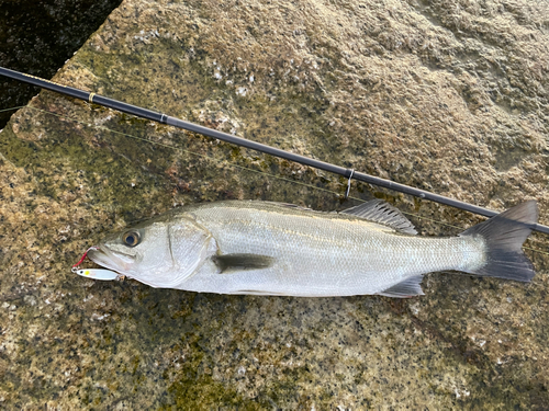 フッコ（マルスズキ）の釣果