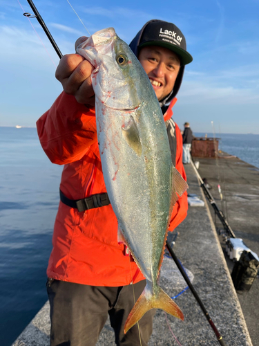 ハマチの釣果