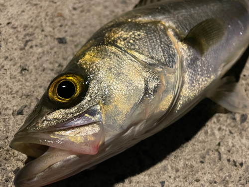 フッコ（マルスズキ）の釣果