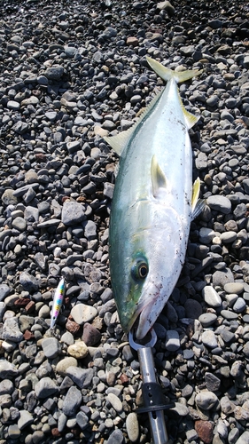 メジロの釣果