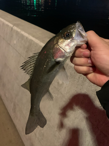 セイゴ（タイリクスズキ）の釣果