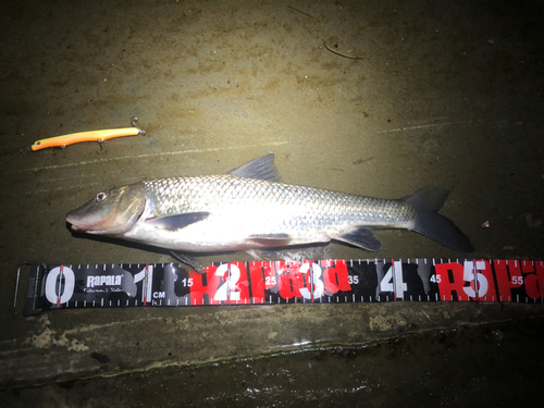 ニゴイの釣果