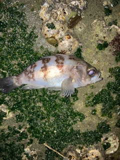 シロメバルの釣果