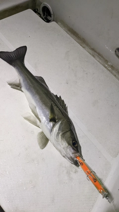 シーバスの釣果