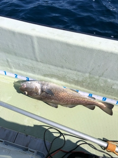 タラの釣果