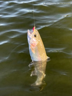 ニジマスの釣果