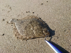 イシガレイの釣果