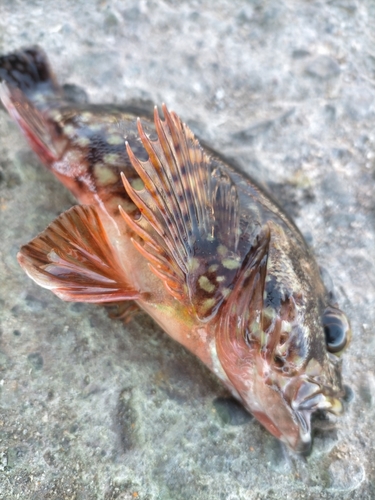 カサゴの釣果