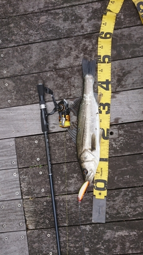 シーバスの釣果