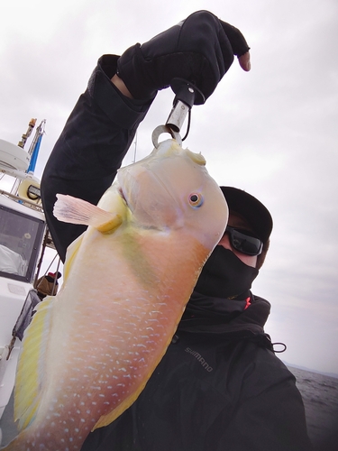 イラの釣果