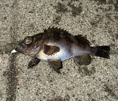 メバルの釣果