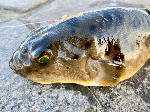 フグの釣果