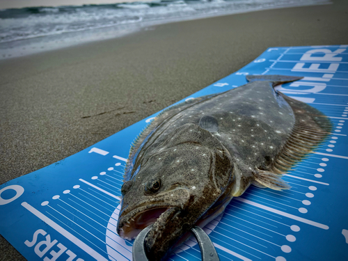 ヒラメの釣果