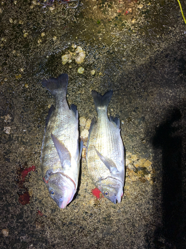 チヌの釣果