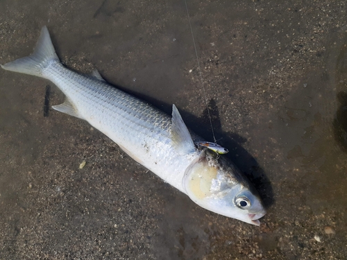 ボラの釣果