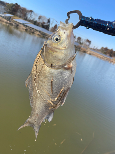 ヘラブナの釣果