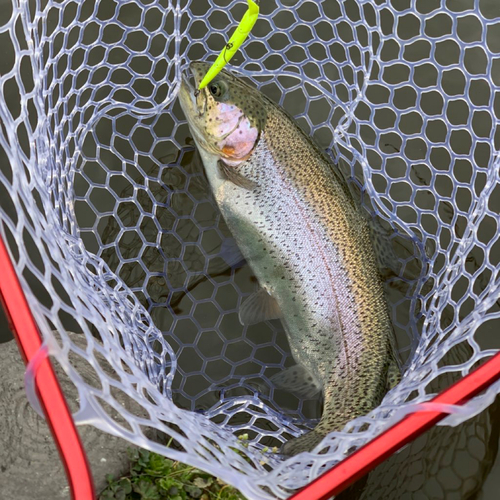 ニジマスの釣果