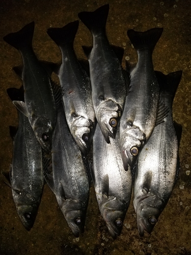 シーバスの釣果