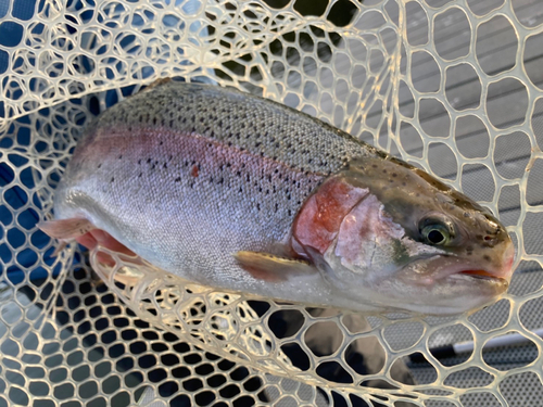 ニジマスの釣果