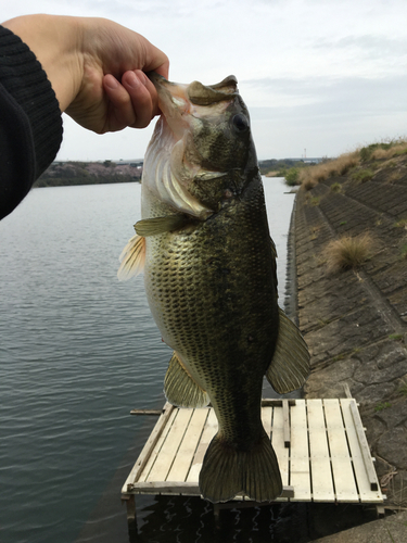 ラージマウスバスの釣果