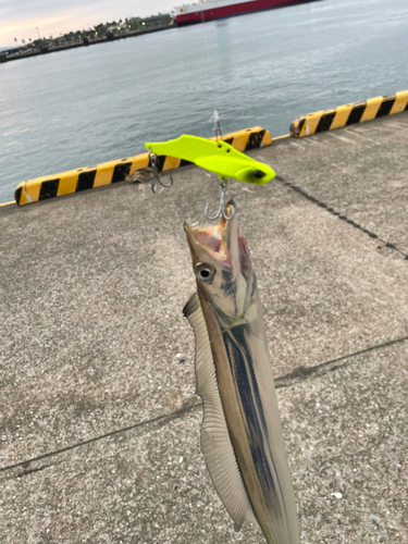 タチウオの釣果