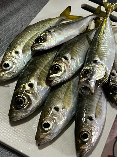 アジの釣果