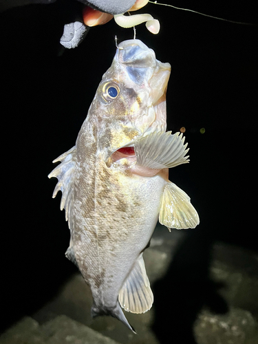 クロソイの釣果