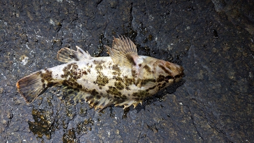 タケノコメバルの釣果