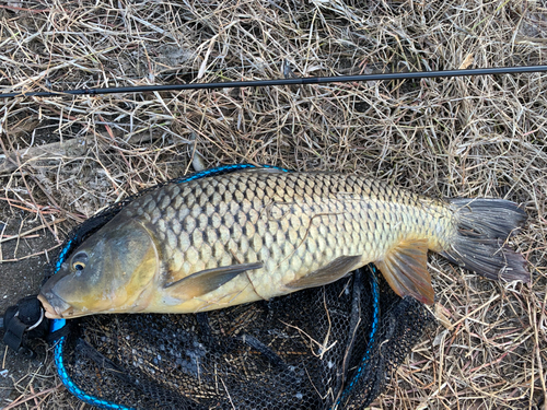 コイの釣果