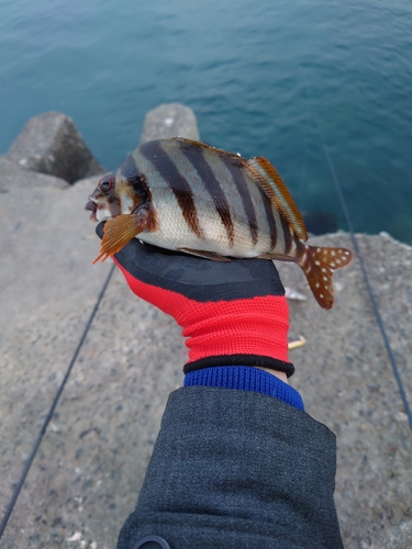 タカノハダイの釣果