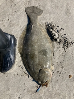 ヒラメの釣果