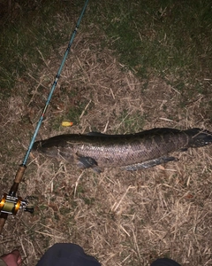 ライギョの釣果