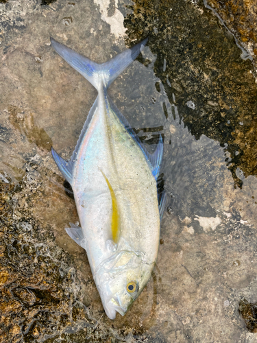 カスミアジの釣果