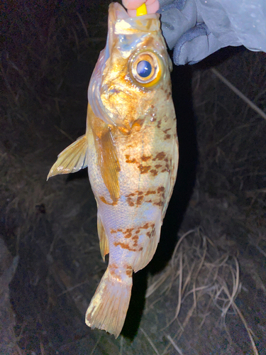 メバルの釣果