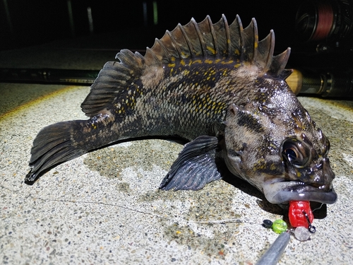 オウゴンムラソイの釣果