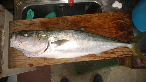 ハマチの釣果