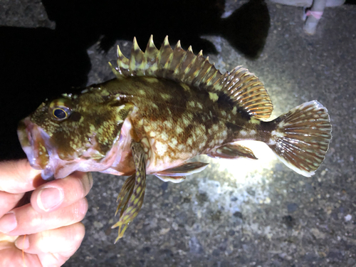 カサゴの釣果