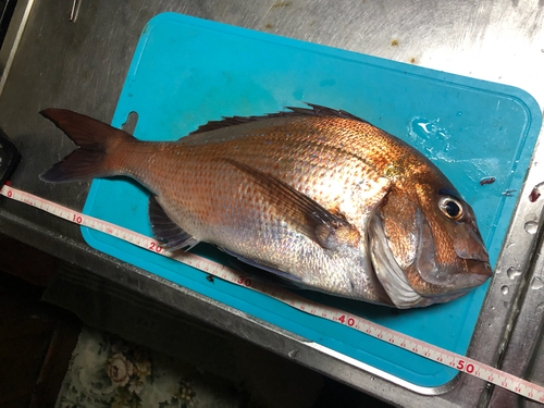 マダイの釣果