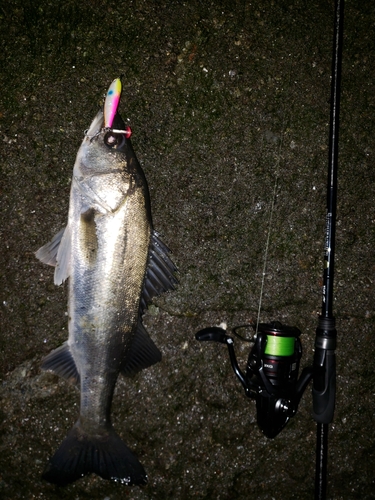 スズキの釣果