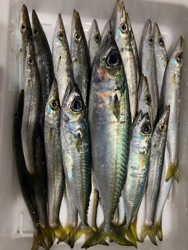 サバの釣果