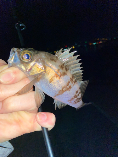 メバルの釣果