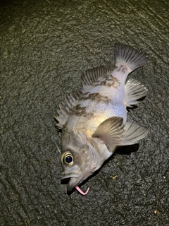 シロメバルの釣果