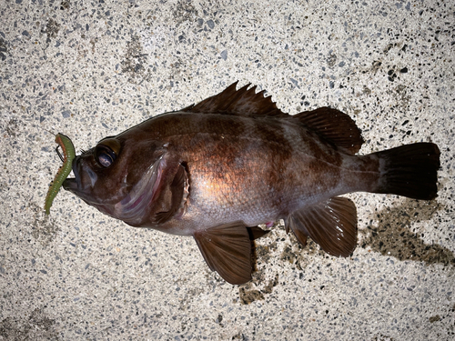 メバルの釣果