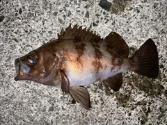 メバルの釣果