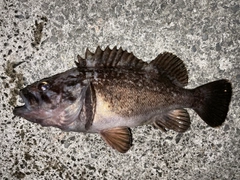 クロソイの釣果