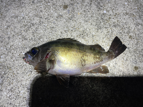 メバルの釣果