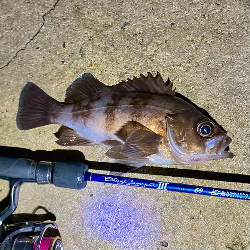 メバルの釣果