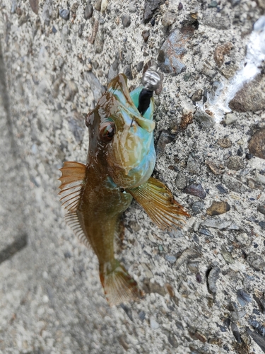 チカメキントキの釣果