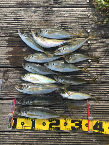 アジの釣果