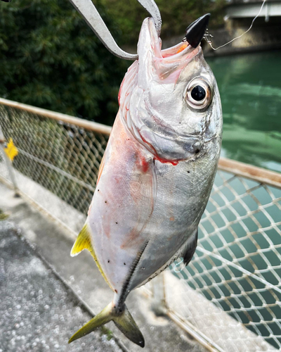 ロウニンアジの釣果